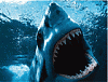 < JAWS's Avatar