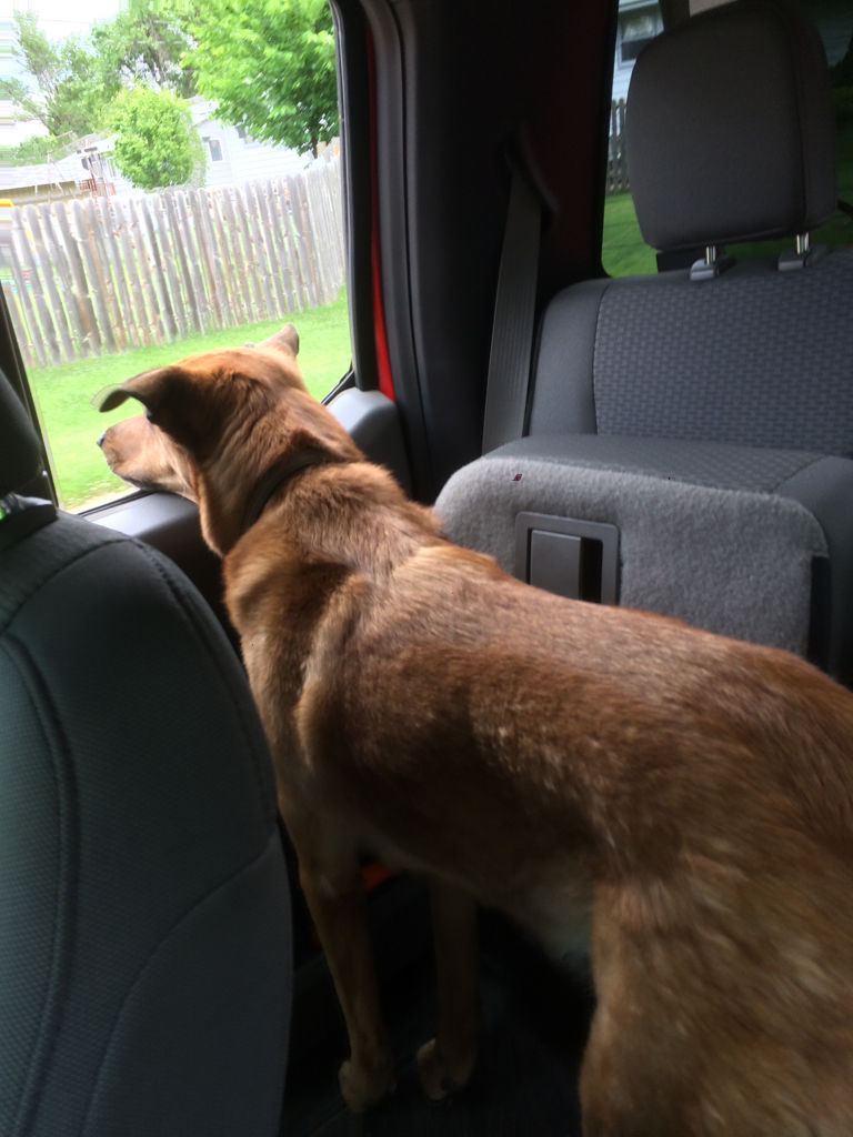 SCrew Backseat Floor Mats w/seat up (dog) - Ford F150 Forum - Community of  Ford Truck Fans