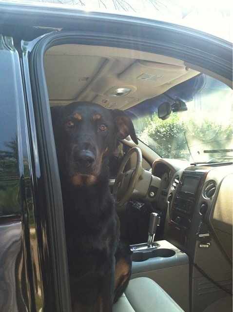 Your Dog with your Truck-image-1560661042.jpg