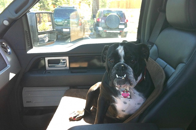 Where does your dog ride?-f150_lily.jpg