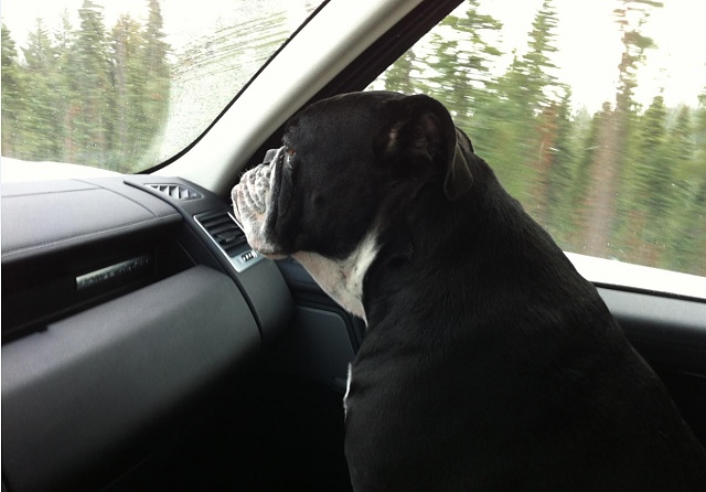 Where does your dog ride?-rrs_lily.jpg