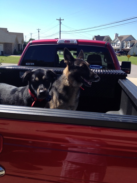 Your Dog with your Truck-image-2562347407.jpg