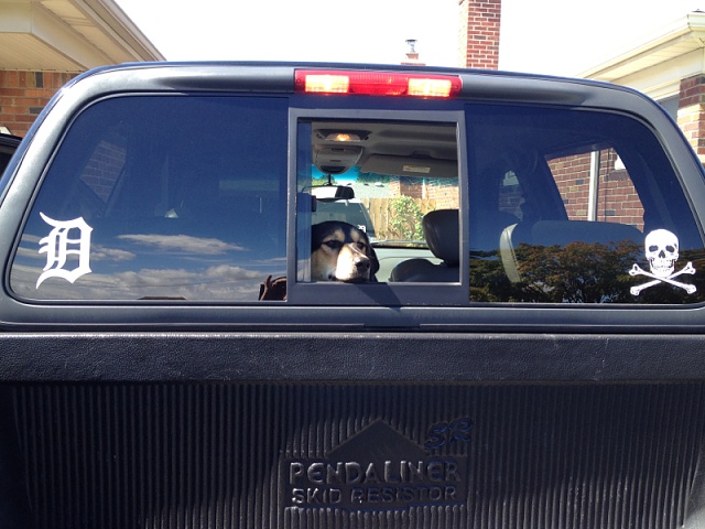 Your Dog with your Truck-image-3592089003.jpg