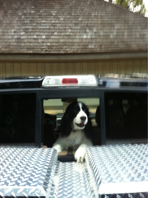 Your Dog with your Truck-image-1251239670.jpg