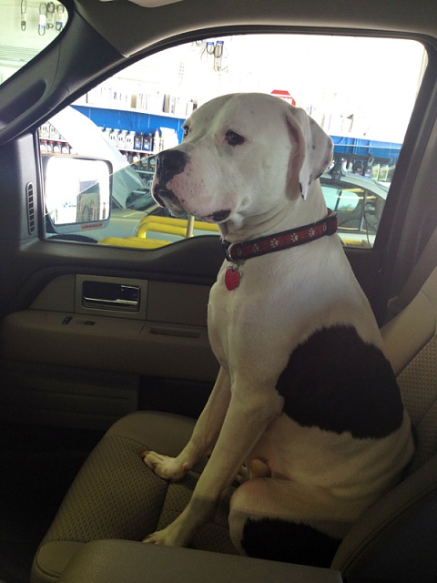 Your Dog with your Truck-image-2470447839.jpg