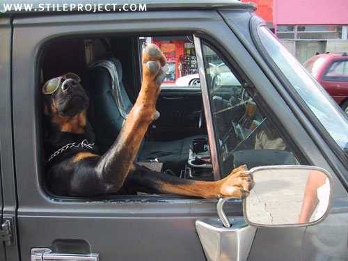 Your Dog with your Truck-image-3291416143.jpg