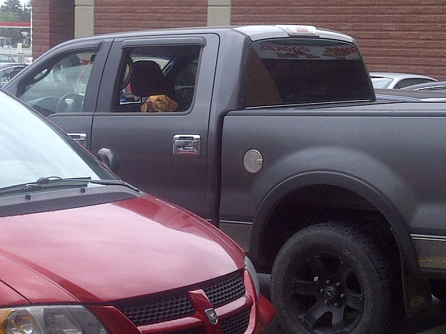 Your Dog with your Truck-cheddar-f150.jpg