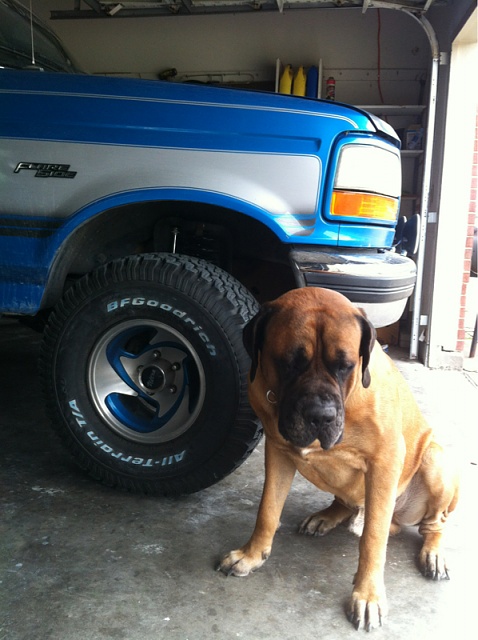 Your Dog with your Truck-image-3455705072.jpg