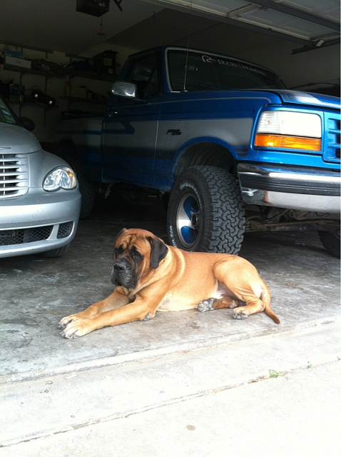 Your Dog with your Truck-image-3736028634.jpg