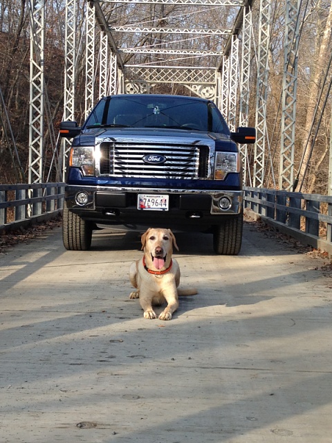 Your Dog with your Truck-image-690924123.jpg
