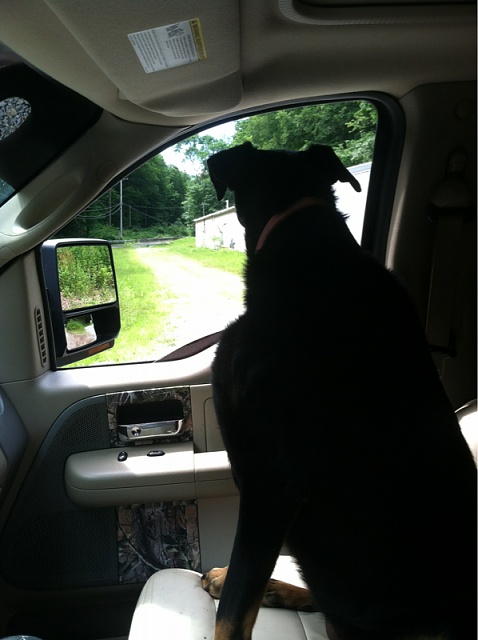 Your Dog with your Truck-image-349670817.jpg