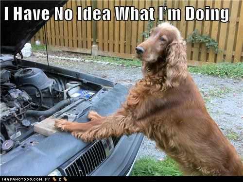 Name:  30d43_funny-dog-pictures-i-have-no-idea-what-im-doing.jpg
Views: 2284
Size:  28.5 KB