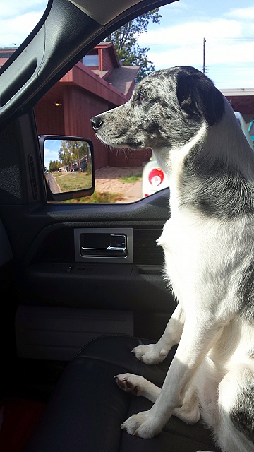 Your Dog with your Truck-jessi-1.jpg