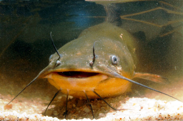 Name:  catfish.jpg
Views: 328
Size:  54.4 KB