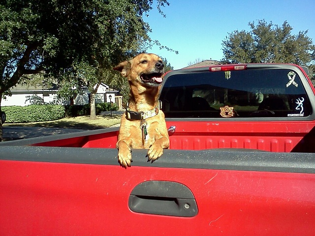 I want to see you ford truck!! Add on some pictures!!-truck-n-pup.jpg