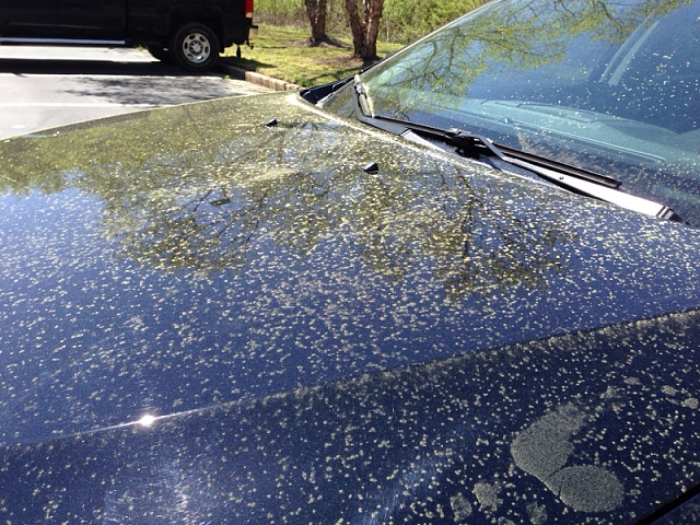 Pollen season in GA-image-3741558067.jpg