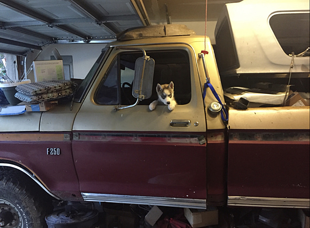 Vote: November 2018 Truck of the Month!! Trucks and Dogs-photo268.jpg