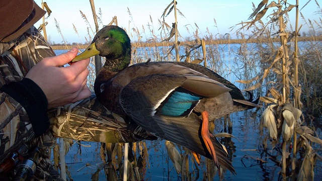 Is it hunting season-mallard-black-duck1.jpg
