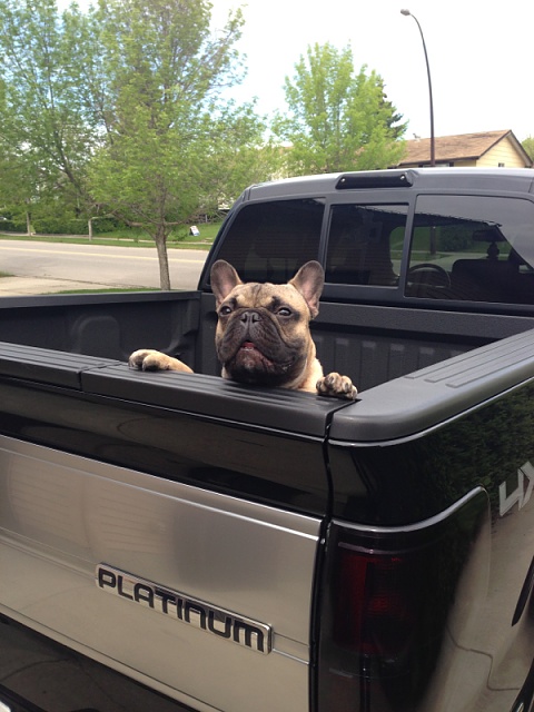 Trucks and dogs-image-4181697948.jpg