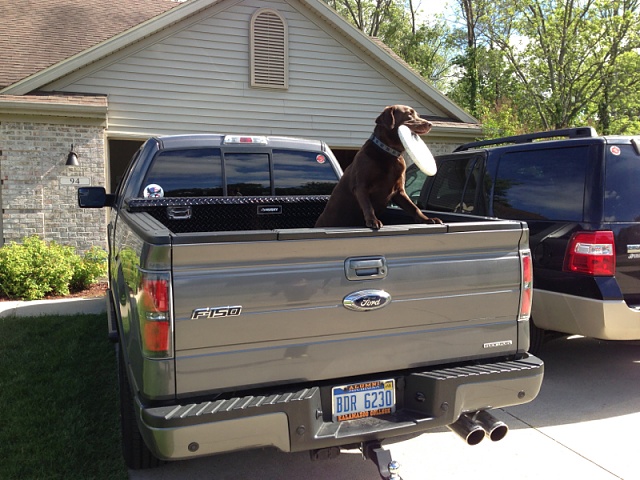 Trucks and dogs-image-550755600.jpg