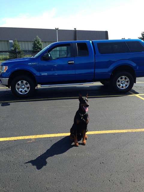 Trucks and dogs-image-3438778239.jpg