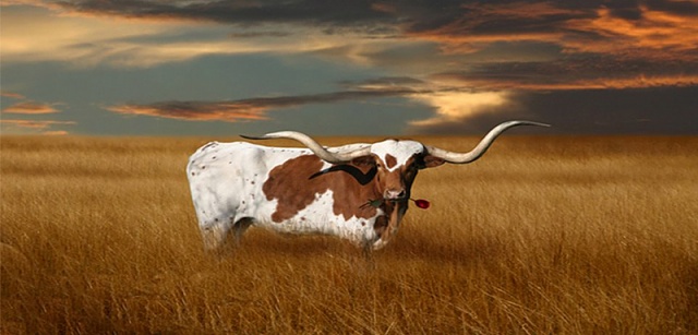 calling all graphic designers...let's make some home screen wallpapers for sync-longhorns2.jpg