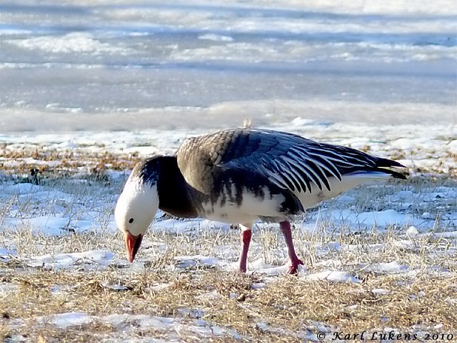 Ford is doing it again!-blue-goose.jpg