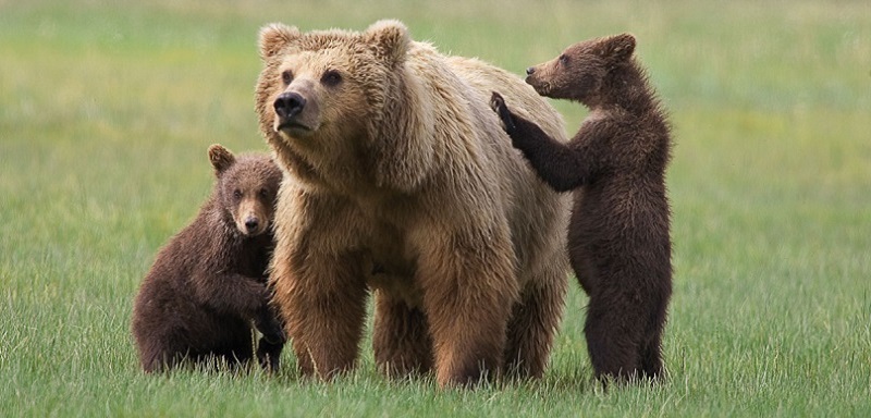 Name:  grizzly2cropped_zps0f8263ac.jpg
Views: 3284
Size:  112.5 KB