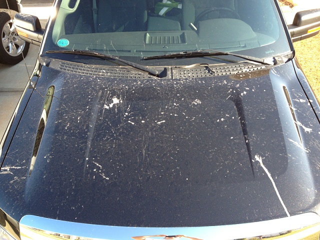 Bird ATTACK will insurance pay for this.-image-2493865700.jpg