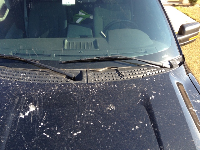 Bird ATTACK will insurance pay for this.-image-1320834195.jpg