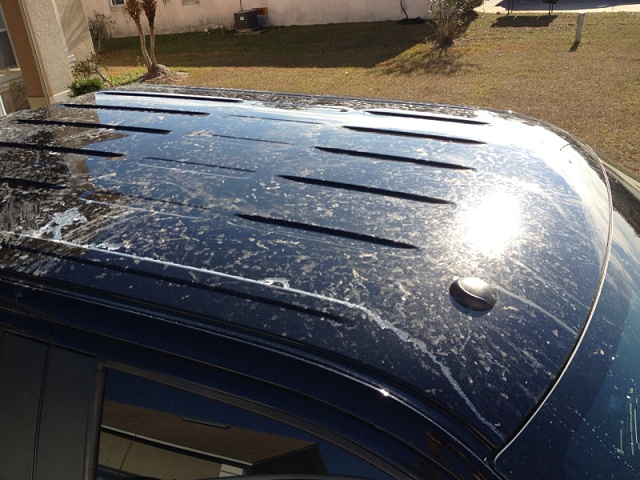 Bird ATTACK will insurance pay for this.-image-3254486824.jpg