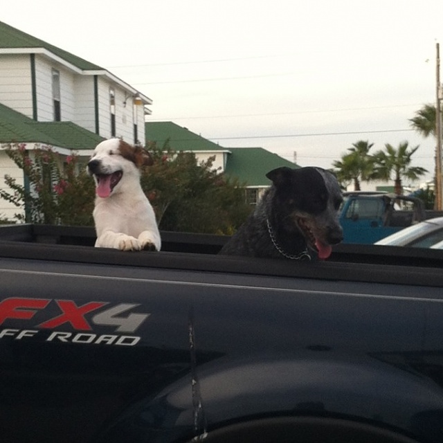 F-150's and Mans best friend!-image-2180925843.jpg