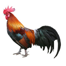 Name:  chicken-****-250x250_zpsdic4r68p.jpeg
Views: 41
Size:  13.3 KB