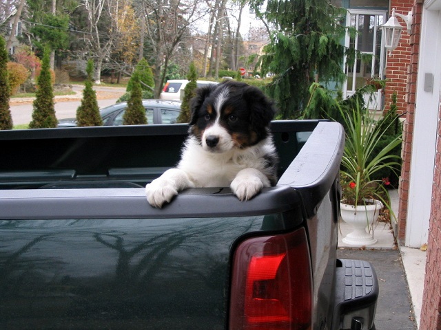 What does your dog(s) look like in your truck-back-o-truck-r.jpg