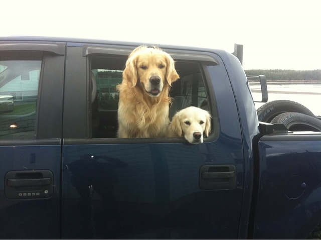 What does your dog(s) look like in your truck-image-2883798867.jpg