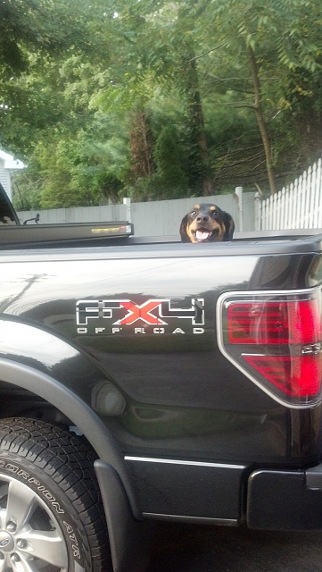 What does your dog(s) look like in your truck-truck-dog.jpg