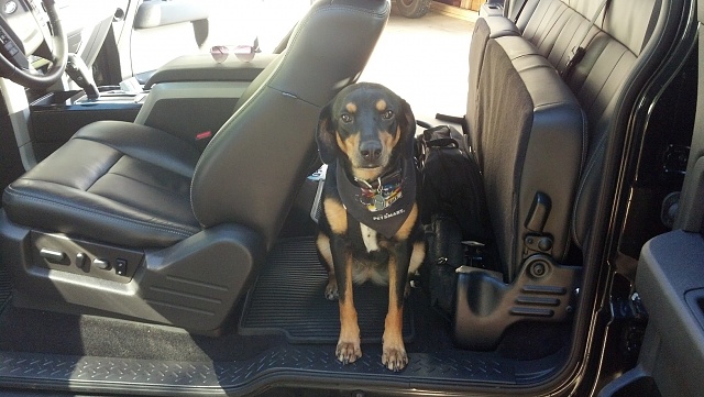 What does your dog(s) look like in your truck-truck-dog-1.jpg