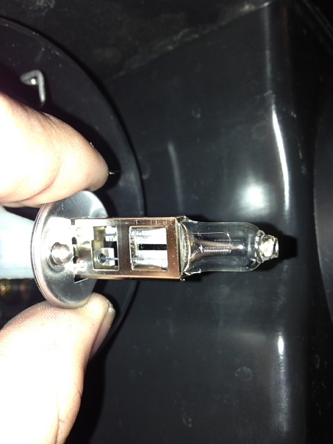 Help! Identify these bulbs-image-242578161.jpg