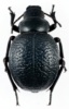 Carabidae's Avatar