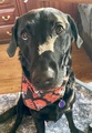 luvlabs's Avatar
