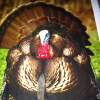 4nwtf's Avatar