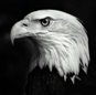 TheEagle's Avatar