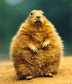 Lemmingcus Meenicus's Avatar