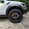 shelteredraptor's Avatar