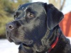 SilverBackSuperCrew's Avatar